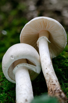 Wei&szlig;er Pilz im Moos