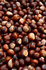 Conkers galor
