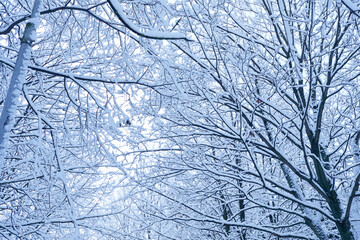 Obraz premium beautiful winter park with snow