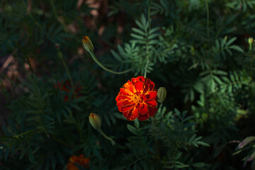 Marigold bush in the garden