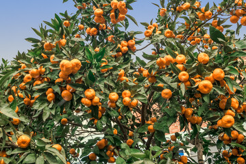 Mandarin (Citrus reticulata) in orchard, Abkhazia