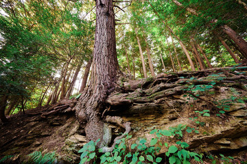 Fototapeta premium A tree desperately holding on a rock in Sewickley, near Pittsburgh, Western Pennsylvania 