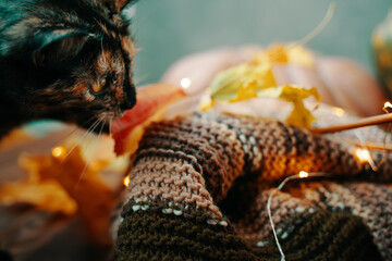 Cute tricolor cat and a knitted scarf. Autumn composition with a cat, scarf, fall leaves and garland.