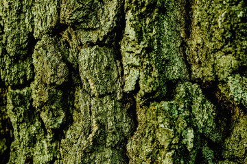 Macro shot of a tree bark. large structural texture