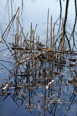 Schilf im See