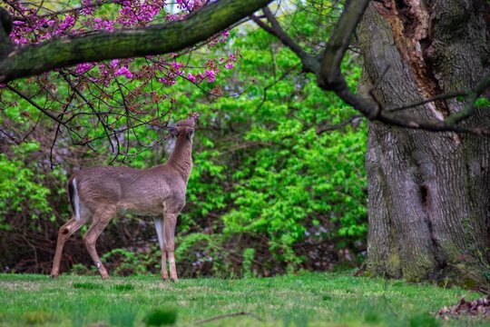 A Young Deer Reaching Up to Bite Flowers and Leaves Off of a Tree