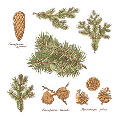 Colorful set of Ponderosa pine, European larch and European spruce. Branches and cones of conifer trees. Vintage Vector illustration.