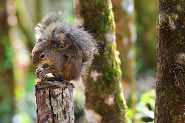 
squirrel