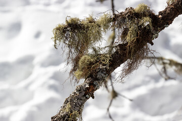 Lichen on the dry coniferous branch against blurred snow background. Lichens of Parmelia sulcata and Usnea (or old man's beard) hanging on larch tree branch. Selective focus, close-up