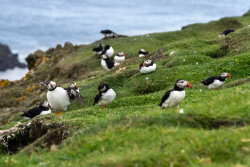 Fototapeta na wymiar Puffins at the Mykines island at Faroe Islands