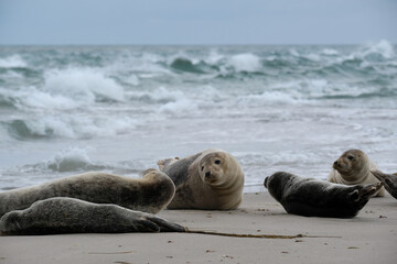 Resting seals in Grenen were the north sea meets the baltic sea, Skagen, Denmark, Europe