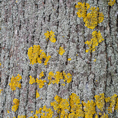 The Bark of the Elm Tree Is Covered with Fresh Yellow-Green and Last Year's Gray Lichen, Presenting A Deep Relief Structure