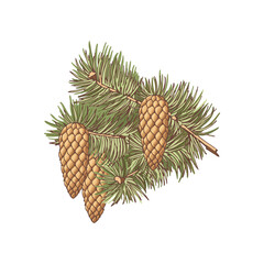 European Spruce. Branch with three cones of conifer trees. Vintage hand-drawn collection of holiday decor and greeting cards. Vector illustration of winter symbols.
