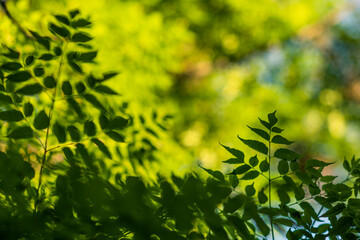 Hojas de árbol