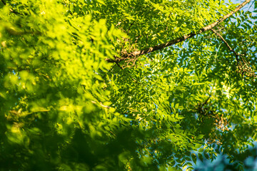 Hojas de árbol