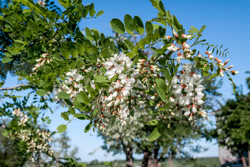 Black Locust (Robinia luxurians) in park, south coast of Crimea