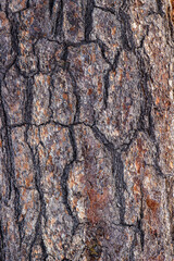 Crackled dark brown pine bark for background and texture. Coniferous bark. Selective focus, close-up