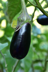 Ripe violet eggplants on the bush