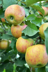 Red and green apples growing on the tree