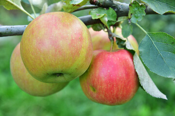 Red and green apples growing on the tree