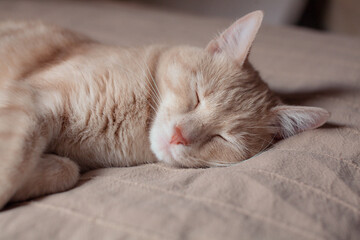 Fototapeta na wymiar Red cat sleeping on the bed