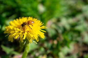 A Bee on a Small Yellow Flower