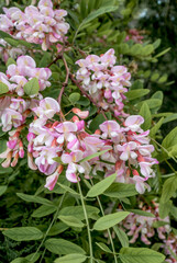 Naklejka premium New Mexico Locust (Robinia luxurians) in park