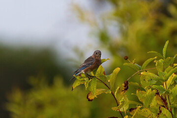 Tiny female Eastern Bluebird perched on a Buttonbush branch