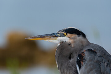 Closeup profile of Great Blue Heron relaxing by a lake