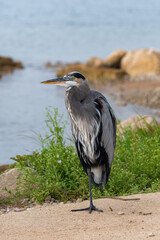 Blue Heron standing on one leg in cement parking lot by lake