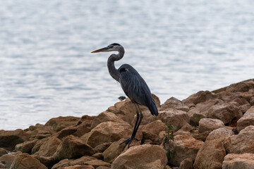 Great Blue Heron looking out over lake from rocky shore