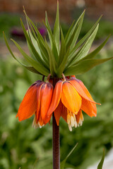 Fototapeta premium Crown Imperial (Fritillaria imperialis) in park