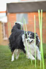 Tricolor border collie in agility slalom on individual intensive training at home.