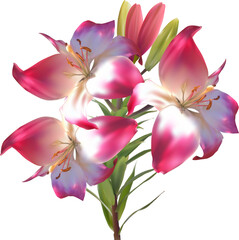 light pink lily three blooms flower on white background