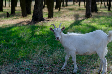 Portrait of a white goat on a green lawn on a sunny summer day.