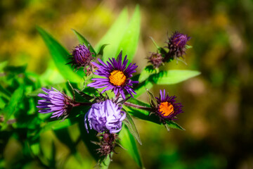 Wild flowers or maybe just weeds with beautiful colors of yellow, purple and green grow along the roads in Windsor in Upstate NY