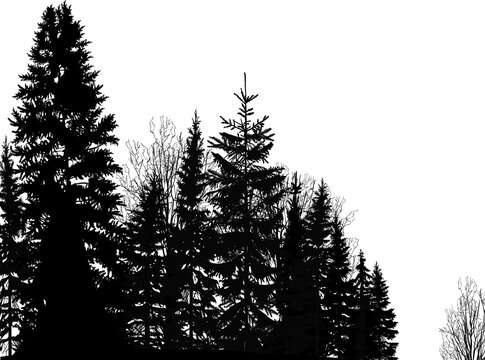 black dense fir forest isolated on white