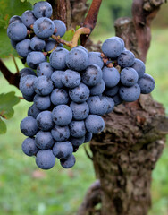 CROATIA'S BLUE FRANKISH GRAPE SORT. 