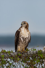 Closeup of Red-tailed Hawk on fence and looking to the side