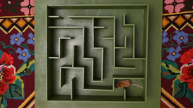 Cute mouse looks for food in maze. Lucky mouse got lost, wanders in labyrinth. Success in solving difficult problems. Hard way on purpose, motivation. Pet. Postcard with mouse. Idea, logic in business