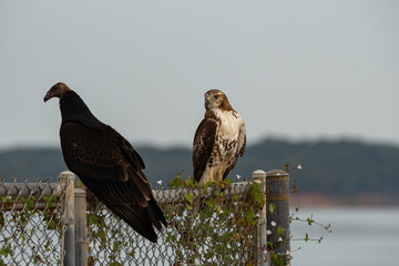 Red-tailed Hawk staring at a Vulture perched next to it