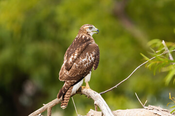 Red-tailed Hawk perched on tree branch and looking to the side