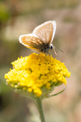 Common blue butterfly with brown patterned underwing on yellow yarrow ' gold plate' flowers.