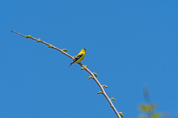 Male Goldfinch in Full Colors