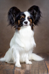 Portrait of a Papillon dog in close-up on a brown background