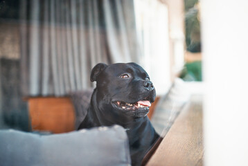 A Staffordshire Bull Terrier dog seen through a window from the outside looking in. Taken on film....