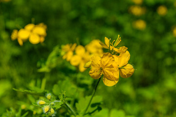Greater celandine (chelidonium majus) blossoming in a forest