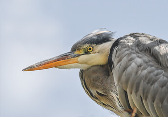 Graureiher Porträt