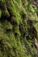 Moos auf Baumrinde
