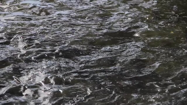 Fish flock feeding. Nile tilapia and Chinese carp can feed
